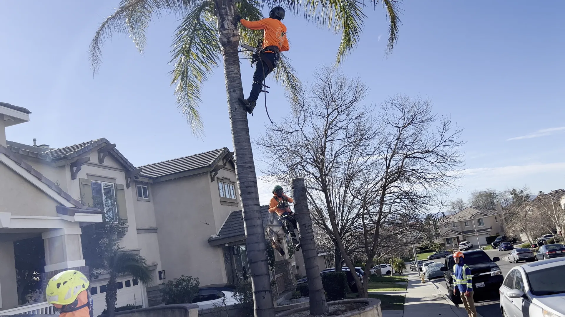 FR Tree Service climber trimming a tall palm tree above a residential street