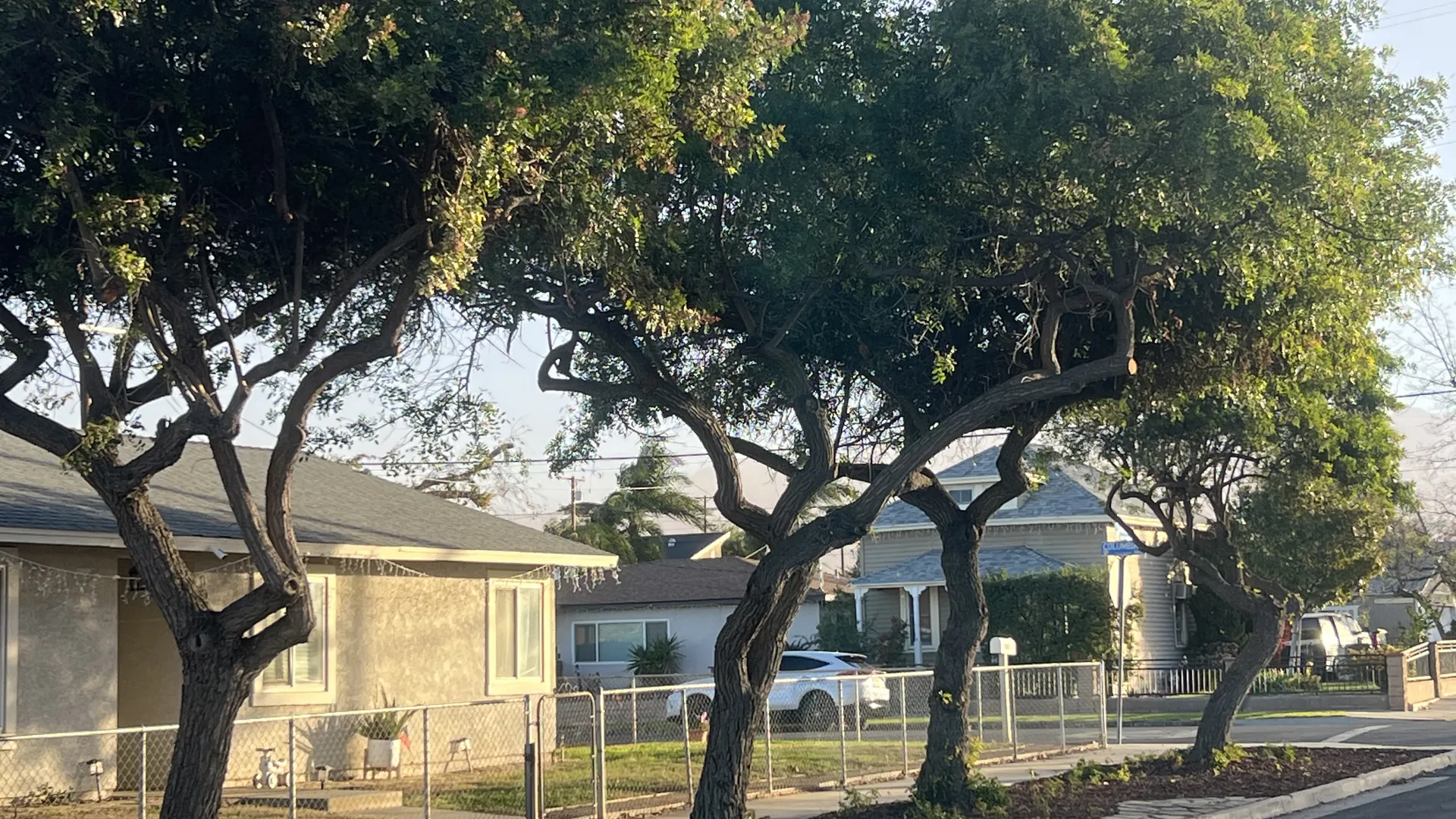 Freshly trimmed street trees with raised canopies over the sidewalk