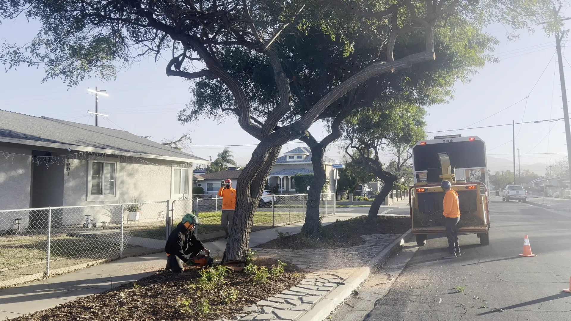 Crew trimming a row of street trees with the chipper parked at the curb